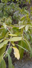 Neopringlea integrifolia