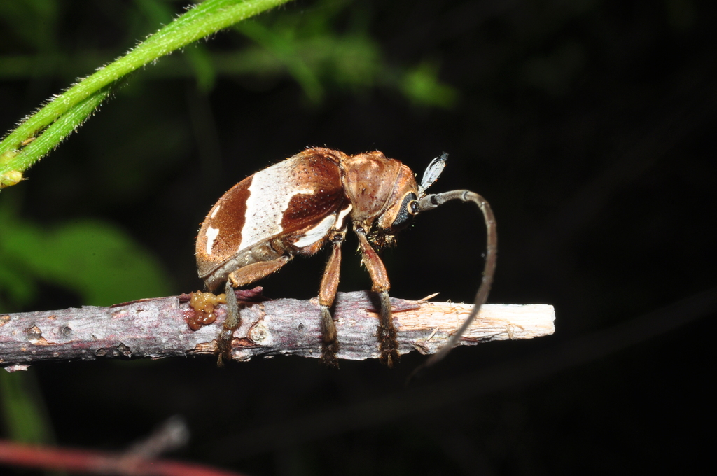 Compsosoma nubilum