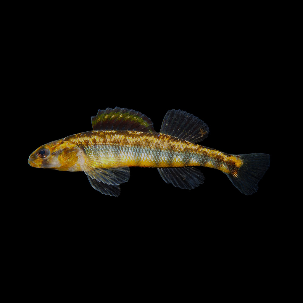 Roanoke Darter