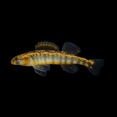 Roanoke Darter photo 1