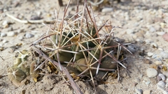 Coryphantha robustispina scheeri
