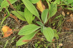 Plantago camtschatica