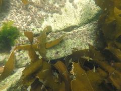 Diplodus hottentotus