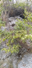 Neopringlea integrifolia