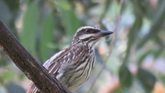 Myiodynastes maculatus