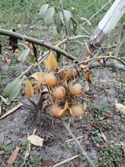Pereskia