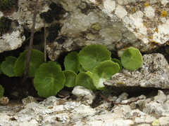 Umbilicus intermedius