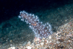 Veretillidae