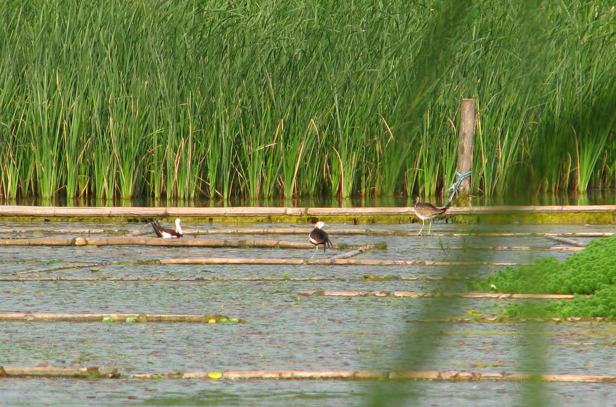 Pheasant-tailed Jacana