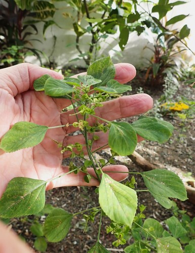 Acalypha indica (Acalypha indica)