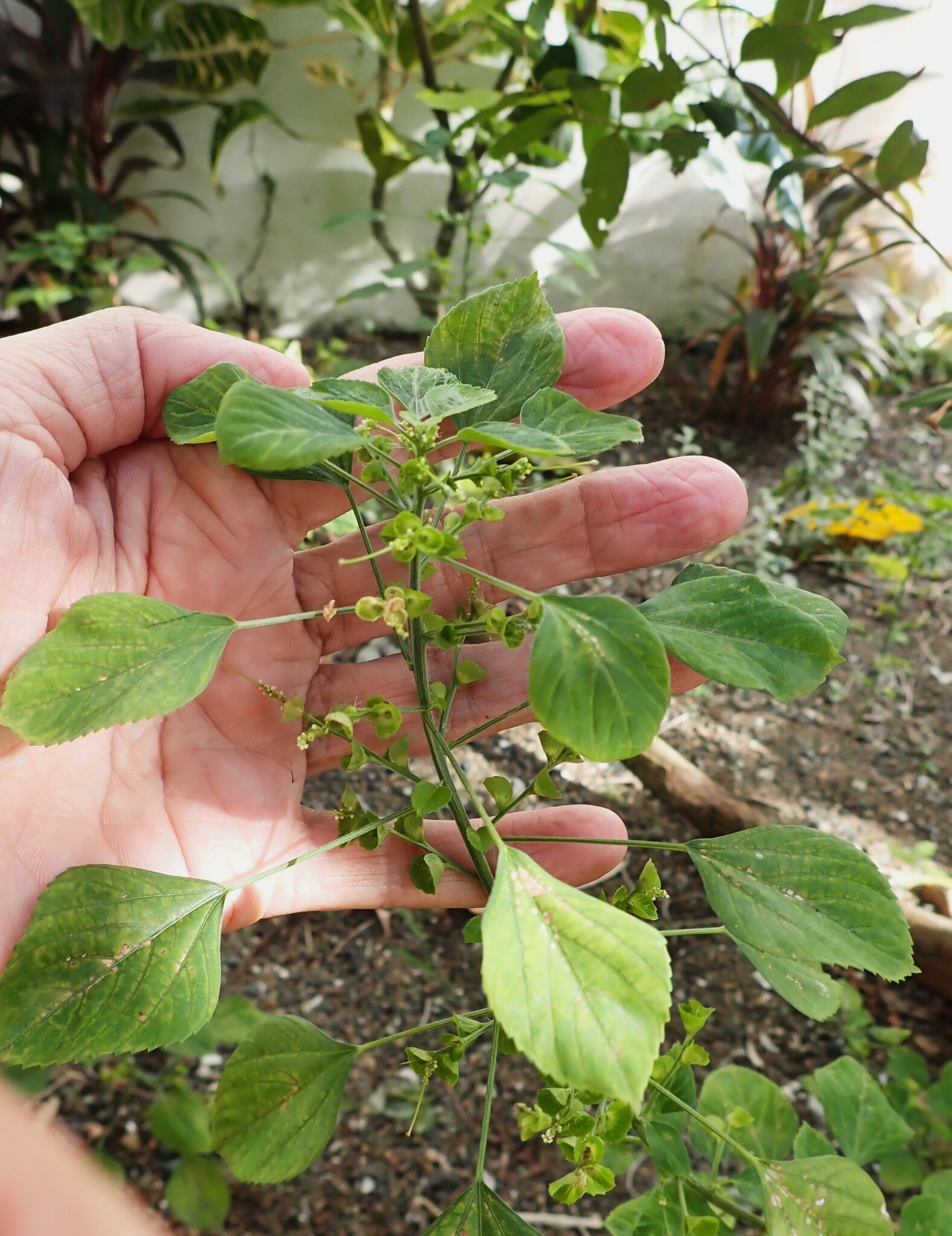 Acalypha Indica (Acalypha indica)