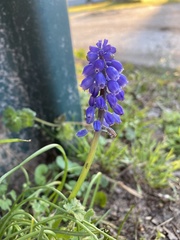 Muscari neglectum