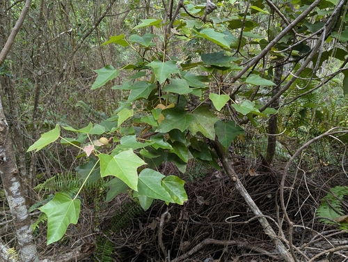 Candlenut (Aleurites moluccanus)
