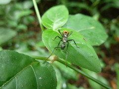 Polyrhachis