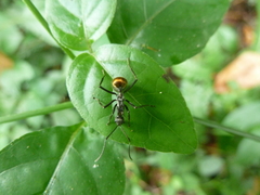 Polyrhachis