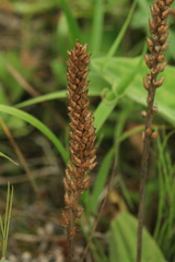 Plantago camtschatica