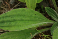 Plantago camtschatica