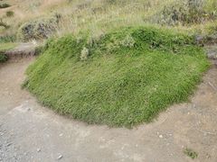 Baccharis magellanica