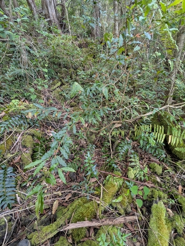 Ochna serrulata observed 2026-03-29