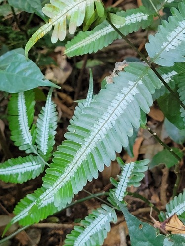 Pteris argyraea, photograph 3