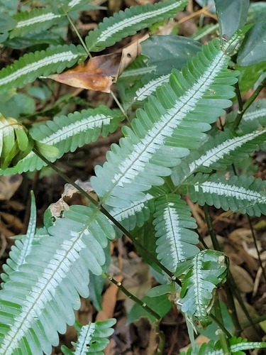 Pteris argyraea, photograph 1