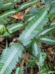 Pteris argyraea