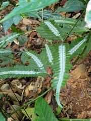 Pteris argyraea, photograph (c) Pranav Chandra Bose, some rights reserved (CC BY)