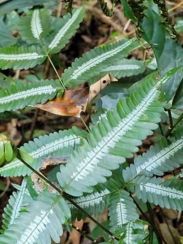 Pteris argyraea