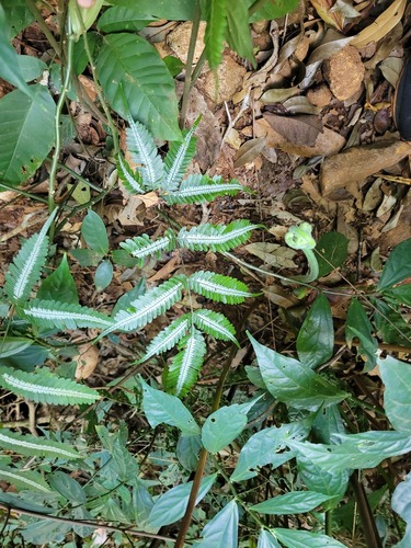 Pteris argyraea, photograph 5