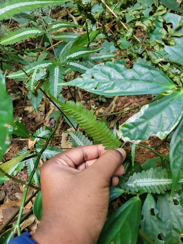 Pteris argyraea, photograph 6