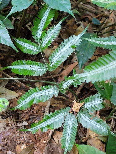 Pteris argyraea