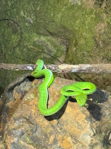 Trimeresurus hageni, 2026-03-18