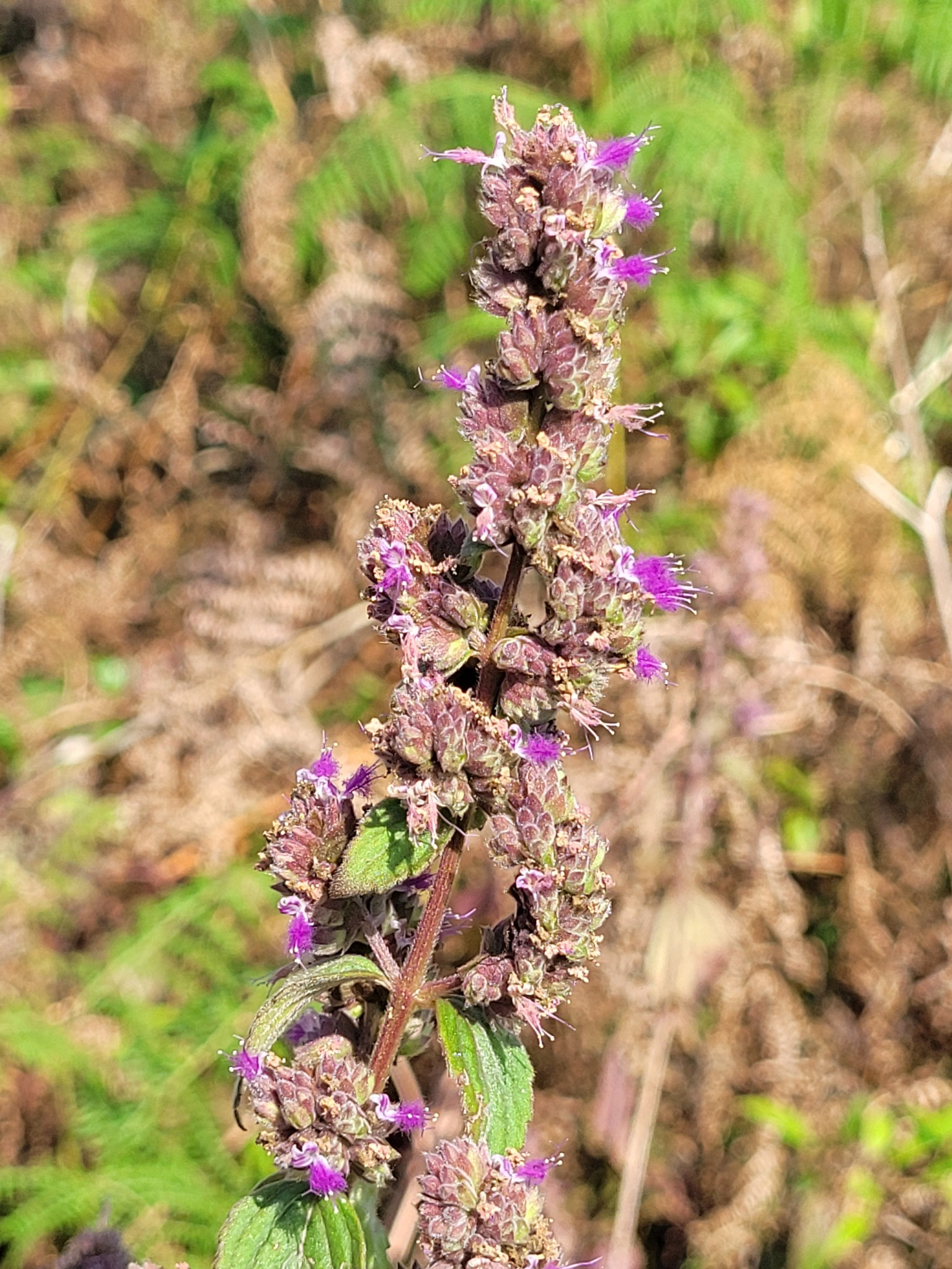 Bengal Pogostemon (Pogostemon benghalensis)
