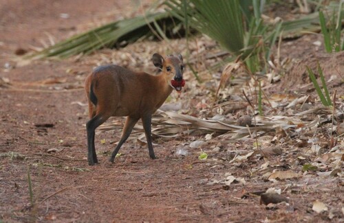 Red-flanked Duiker