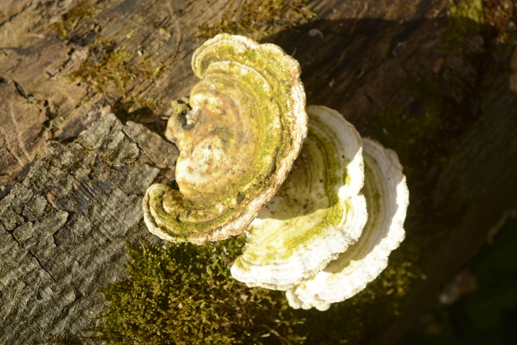 Trametes gibbosa · March 2026 · photo: © cryptomarasmius (iNaturalist, cc-by)