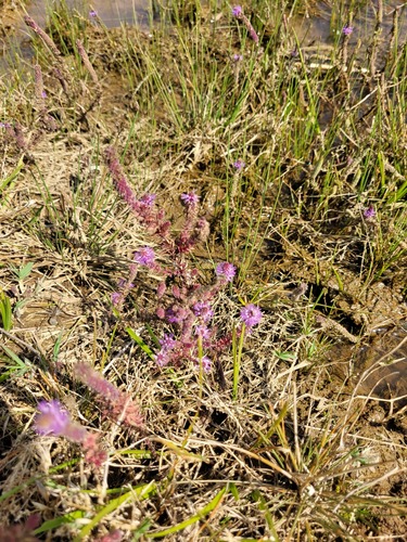 jambhli manjiri (Pogostemon deccanensis)