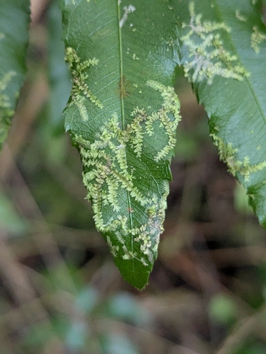 Cololejeunea ceatocarpa observed 2026-03-29
