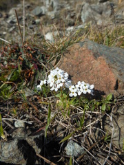 Ionopsidium savianum