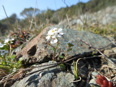 Ionopsidium savianum