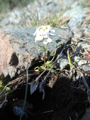 Ionopsidium savianum