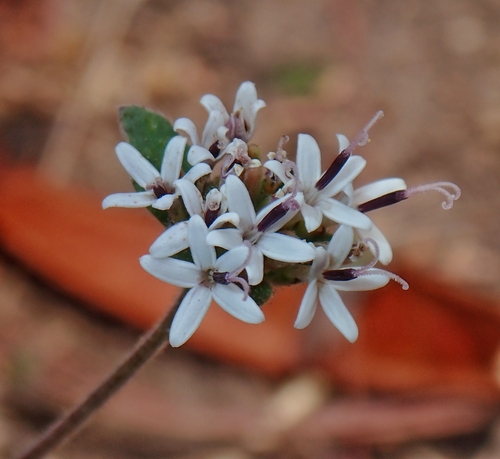 Lagascea mollis observed 2026-03-29