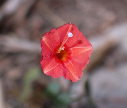 Scarletcreeper (Ipomoea hederifolia)