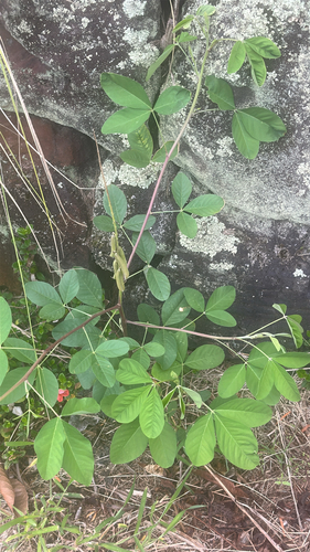 Crotalaria pallida, 2026-03-30