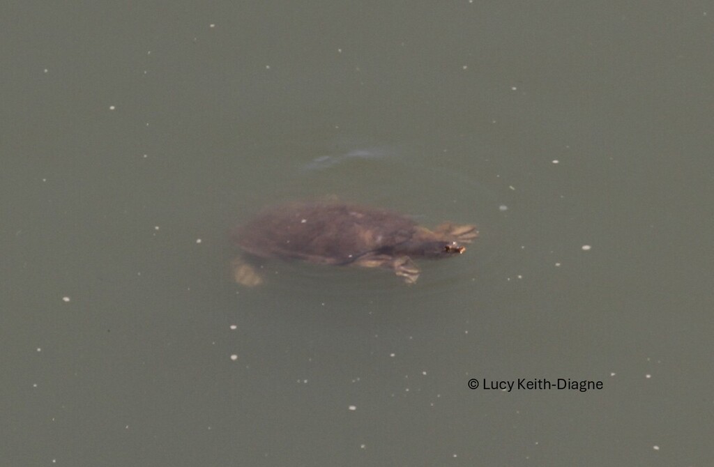 Senegal Flapshell Turtle
