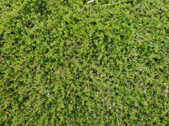 Baccharis magellanica