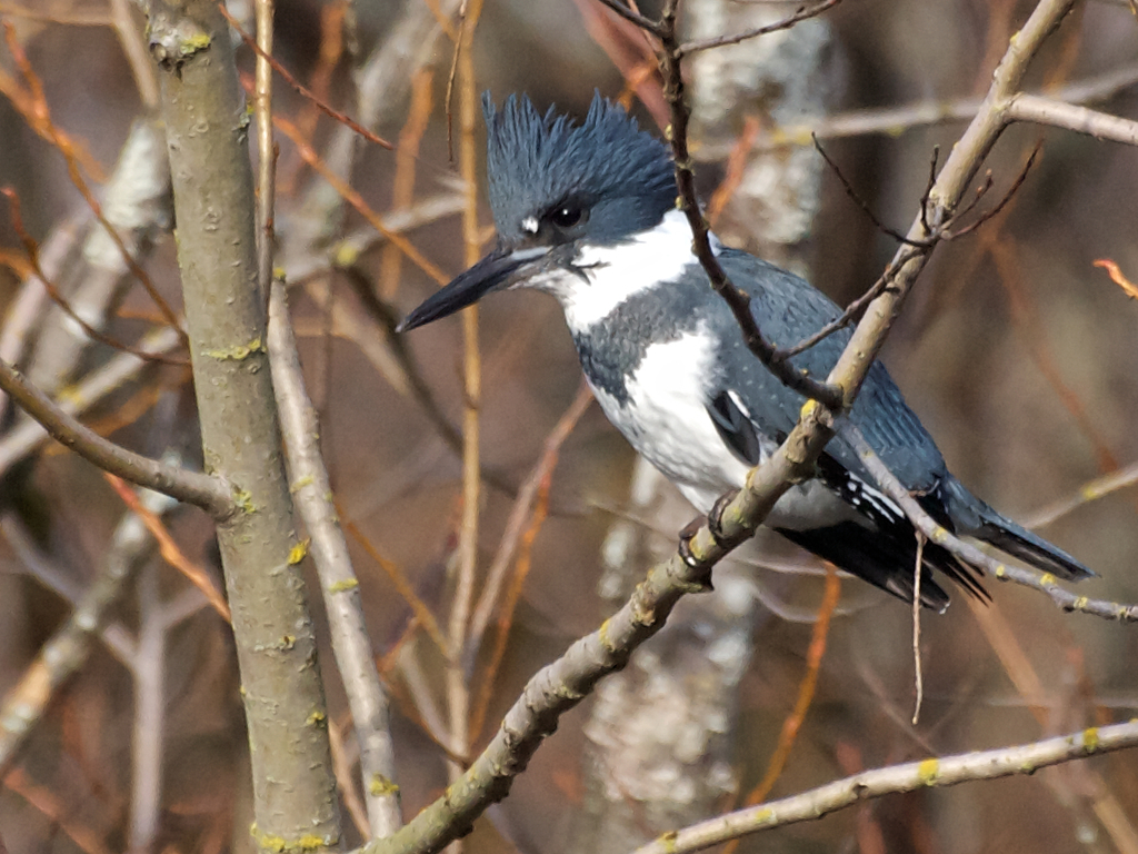 belted kingfisher nest