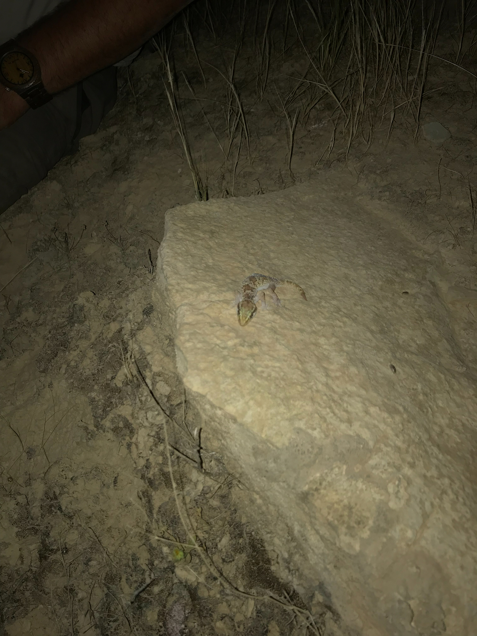 Romeshkan House Gecko photo 3