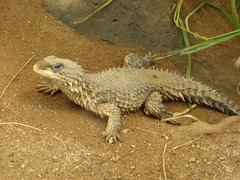 Giant Dragon Lizard photo 4