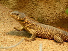Giant Dragon Lizard photo 5