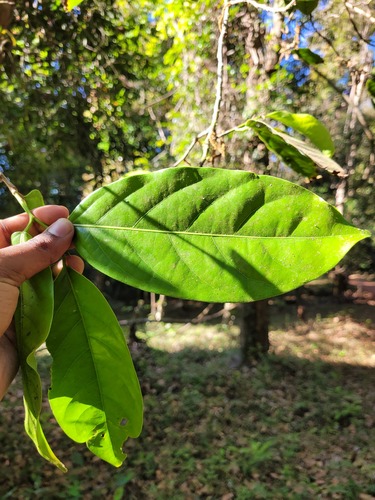 Aporosa cardiosperma